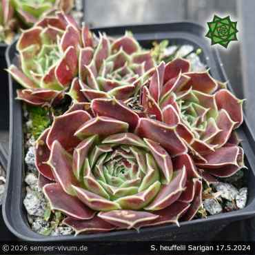 Preview: Sempervivum heuffelii 'Sarigan'