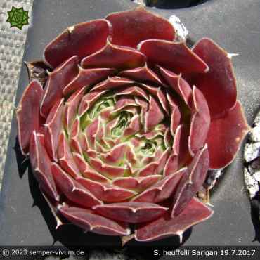 Sempervivum heuffelii 'Sarigan'