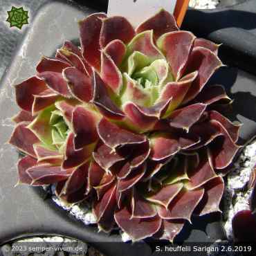 Sempervivum heuffelii 'Sarigan'