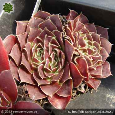 Sempervivum heuffelii 'Sarigan'