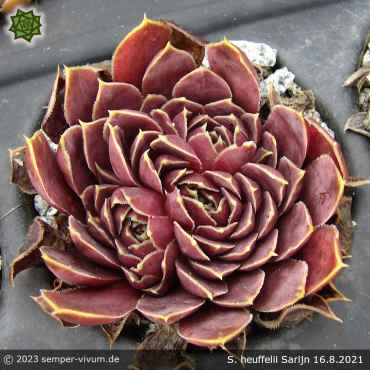 Sempervivum heuffelii 'Sarijn'