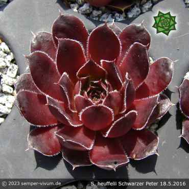 Sempervivum heuffelii 'Schwarzer Peter'