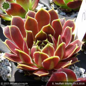 Preview: Sempervivum heuffelii 'Sibylle'