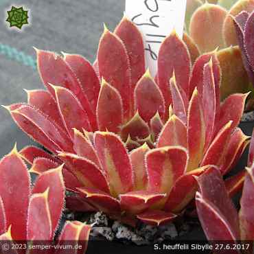 Preview: Sempervivum heuffelii 'Sibylle'