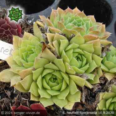 Preview: Sempervivum heuffelii 'Speransella'