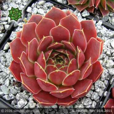 Preview: Sempervivum heuffelii 'Tan'