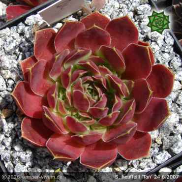 Sempervivum heuffelii 'Tan'