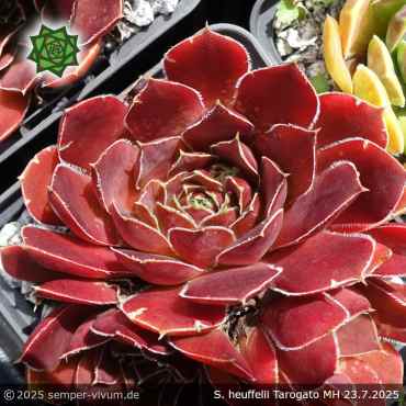 Sempervivum heuffelii 'Tarogato'