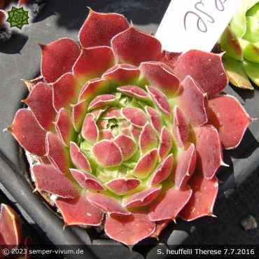 Sempervivum heuffelii 'Therese'