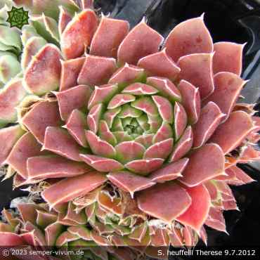 Preview: Sempervivum heuffelii 'Therese'