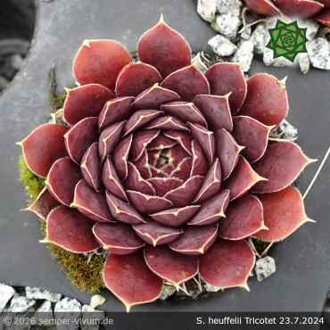Sempervivum heuffelii 'Tricotet'