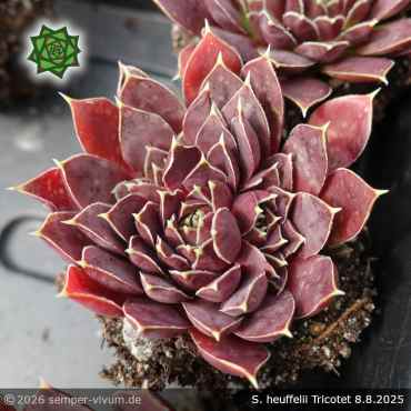 Preview: Sempervivum heuffelii 'Tricotet'