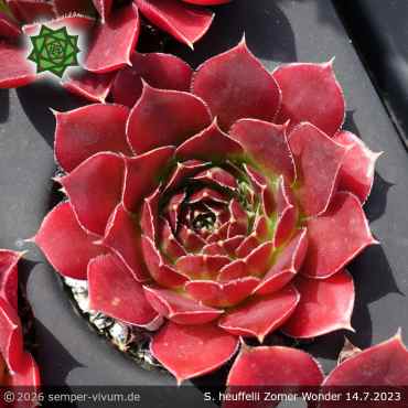 Sempervivum heuffelii 'Winter Bronze'