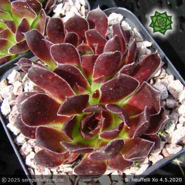 Preview: Sempervivum heuffelii 'Xo'