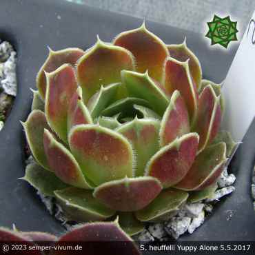 Sempervivum heuffelii 'Yuppy Alone'