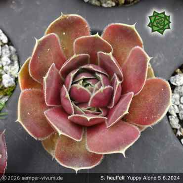 Sempervivum heuffelii 'Yuppy Alone'