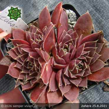 Preview: Sempervivum heuffelii 'Zahara'
