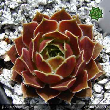 Preview: Sempervivum heuffelii 'Zahara'