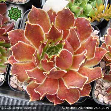 Sempervivum heuffelii 'Zauberhut'
