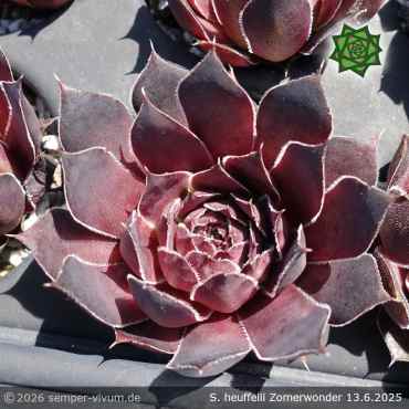 Preview: Sempervivum heuffelii 'Zomerwonder'