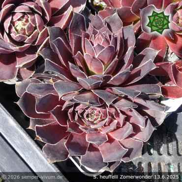 Preview: Sempervivum heuffelii 'Zomerwonder'