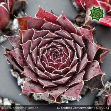 Preview: Sempervivum heuffelii 'Zomerwonder'