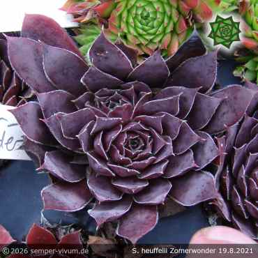 Sempervivum heuffelii 'Zomerwonder'