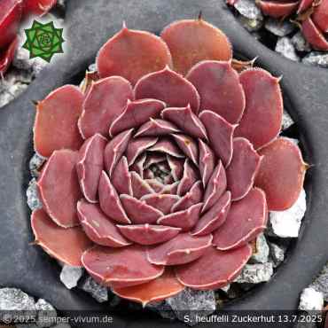 Sempervivum heuffelii 'Zuckerhut'