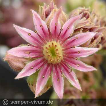 Preview: Blüte, aufgenommen am 17.7.2009