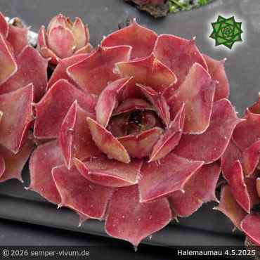 Preview: Sempervivum 'Halemaumau'