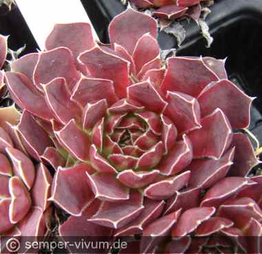 Preview: aufgenommen am 2.6.2012