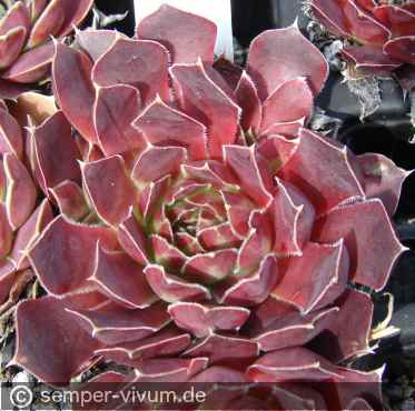 aufgenommen am 2.6.2012