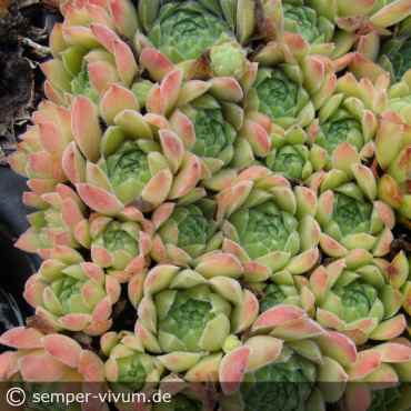 aufgenommen am 14.7.2021