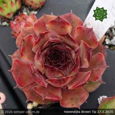 Sempervivum 'Havendijks Brown Tip'