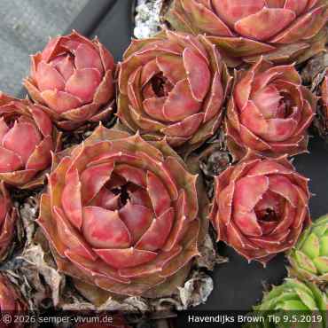Preview: Sempervivum 'Havendijks Brown Tip'