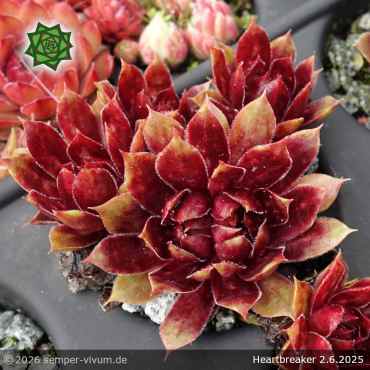 Preview: Sempervivum 'Heartbreaker'