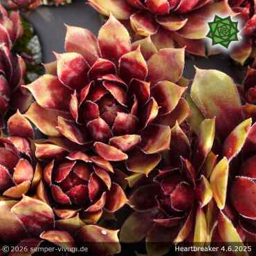 Preview: Sempervivum 'Heartbreaker'
