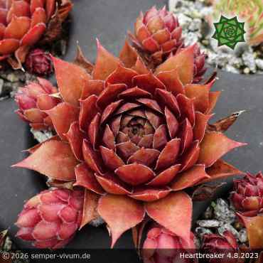 Preview: Sempervivum 'Heartbreaker'