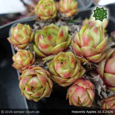 Preview: Sempervivum 'Heavenly Apples'