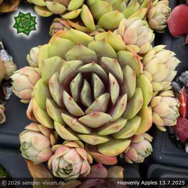 Preview: Sempervivum 'Heavenly Apples'