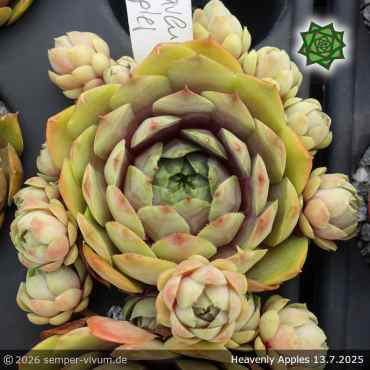 Preview: Sempervivum 'Heavenly Apples'