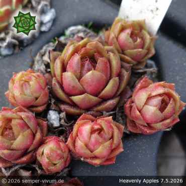 Sempervivum 'Heavenly Apples'
