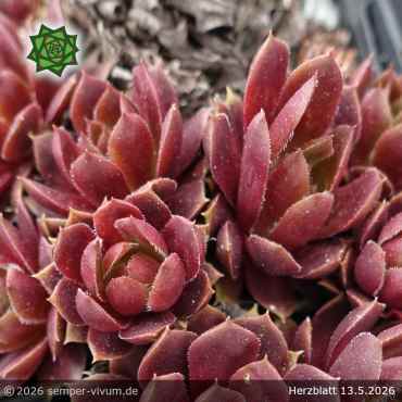 Preview: Sempervivum 'Herzblatt'