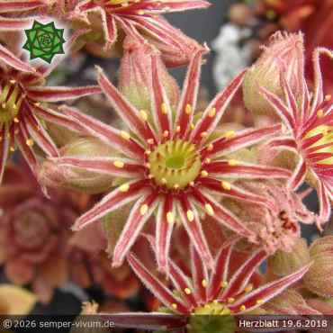 Preview: Sempervivum 'Herzblatt'
