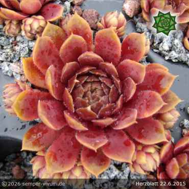 Preview: Sempervivum 'Herzblatt'