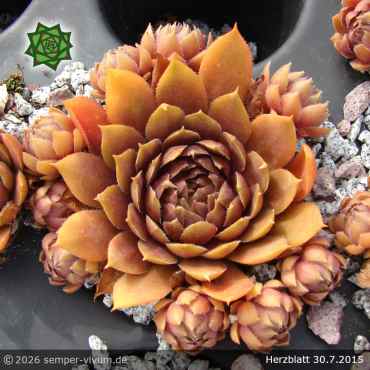 Sempervivum 'Herzblatt'