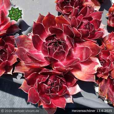 Sempervivum 'Herzensschöner'