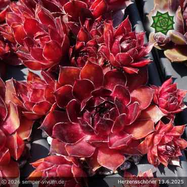 Preview: Sempervivum 'Herzensschöner'