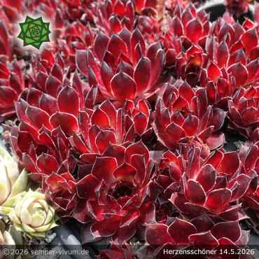 Sempervivum 'Herzensschöner'