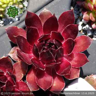 Sempervivum 'Herzensschöner'